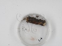 登錄號:F0005695藏品圖，第3張