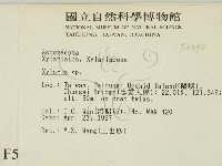 炭角菌屬藏品圖，第2張