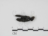 炭角菌屬藏品圖，第1張