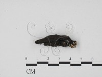 炭角菌屬藏品圖，第3張