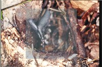 炭角菌屬藏品圖，第4張