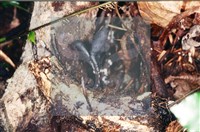 炭角菌屬藏品圖，第5張