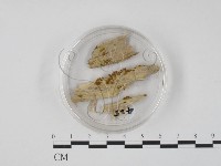 登錄號:F0005703藏品圖，第1張