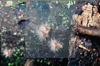 登錄號:F0005704藏品圖，第4張