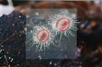 登錄號:F0005704藏品圖，第5張