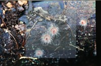 登錄號:F0005704藏品圖，第6張