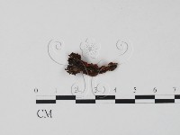 登錄號:F0005705藏品圖，第1張