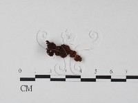登錄號:F0005705藏品圖，第3張