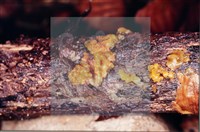 Accession Number:F0005705 Collection Image, Figure 4, Total 5 Figures