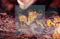 Accession Number:F0005705 Collection Image, Figure 5, Total 5 Figures