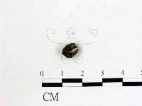 登錄號:F0005708藏品圖，第1張