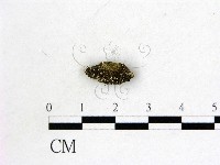 登錄號:F0005709藏品圖，第1張