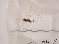 登錄號:F0005710藏品圖，第1張