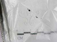 登錄號:F0005711藏品圖，第1張