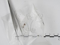 登錄號:F0005712藏品圖，第1張
