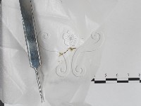 登錄號:F0005719藏品圖，第1張