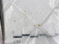 登錄號:F0005721藏品圖，第1張