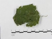 柄銹菌屬藏品圖，第1張