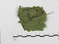 柄銹菌屬藏品圖，第3張