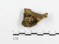 登錄號:F0005731藏品圖，第3張