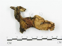 登錄號:F0005732藏品圖，第3張