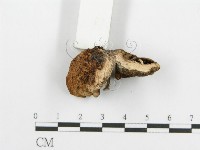 登錄號:F0005735藏品圖，第3張