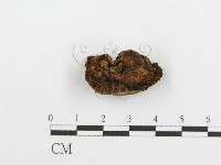 登錄號:F0005738藏品圖，第3張