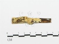 登錄號:F0005744藏品圖，第1張