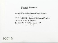 登錄號:F0005746藏品圖，第2張