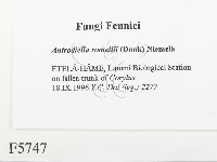 登錄號:F0005747藏品圖，第2張