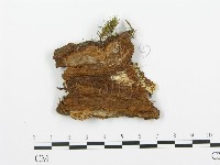 登錄號:F0005761藏品圖，第3張