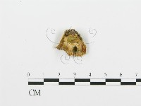 登錄號:F0005762藏品圖，第3張