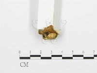 登錄號:F0005762藏品圖，第4張