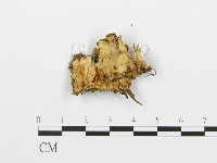 登錄號:F0005764藏品圖，第1張