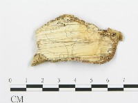 煙管菌藏品圖，第3張