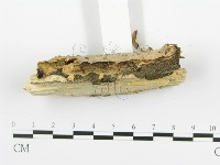 煙管菌藏品圖，第5張