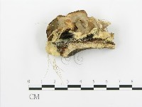 煙管菌藏品圖，第3張