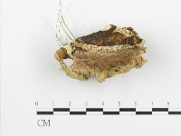 煙管菌藏品圖，第4張