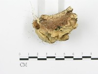 煙管菌藏品圖，第5張