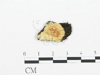 登錄號:F0005769藏品圖，第1張