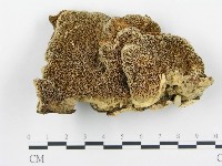 登錄號:F0005770藏品圖，第1張