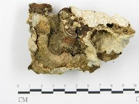 登錄號:F0005770藏品圖，第3張