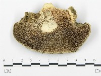 登錄號:F0005771藏品圖，第3張