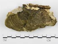 登錄號:F0005772藏品圖，第3張