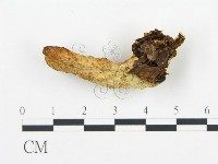 登錄號:F0005773藏品圖，第1張