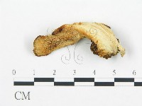 登錄號:F0005773藏品圖，第3張