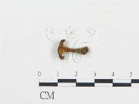 登錄號:F0005774藏品圖，第3張