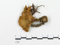 登錄號:F0005776藏品圖，第1張