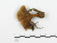 登錄號:F0005776藏品圖，第3張