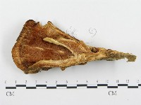 登錄號:F0005779藏品圖，第3張
